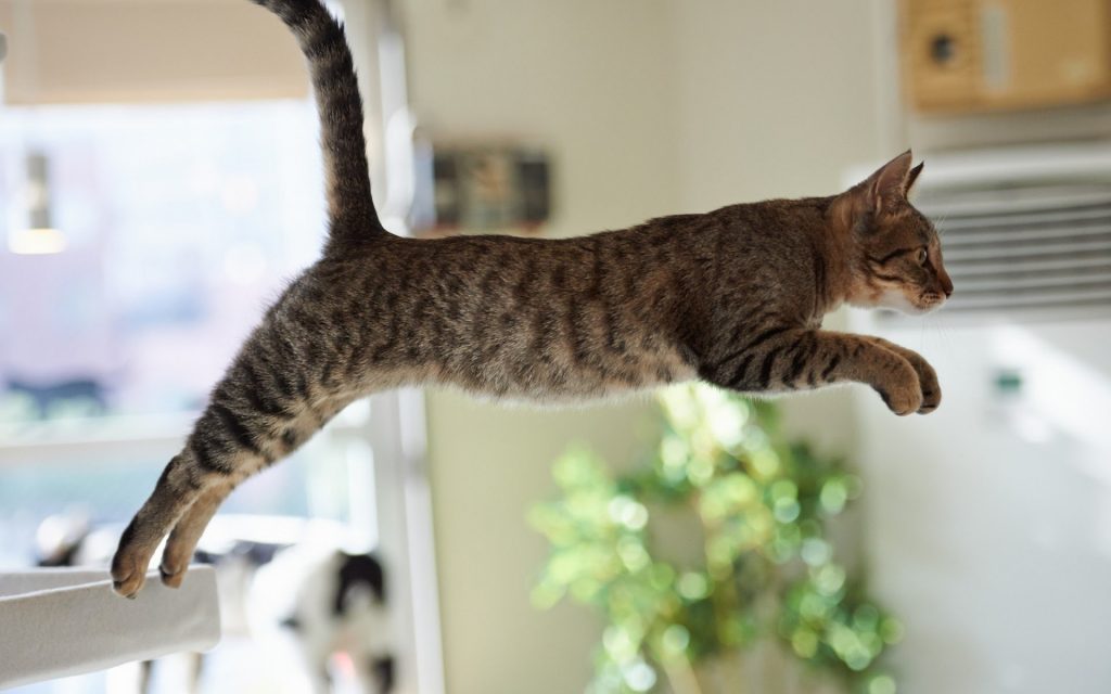 Gato pulando